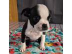 Boston Terrier Puppy for sale in Westminster, CO, USA