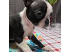 Boston Terrier Puppy for sale in Westminster, CO, USA