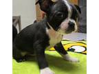 Boston Terrier Puppy for sale in Westminster, CO, USA