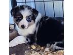 Australian Shepherd Puppy for sale in Jasonville, IN, USA