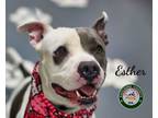 Adopt 24-03-0991 Esther a Pit Bull Terrier