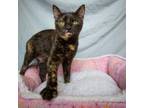 Adopt Freckles a Domestic Short Hair