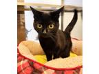 Adopt Wicca 41050 a Domestic Short Hair