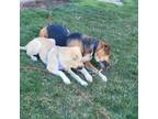 Adopt Bonnie a Anatolian Shepherd