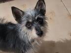 Adopt GRACIE a Cairn Terrier, Yorkshire Terrier