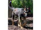Adopt Nyla a German Shepherd Dog