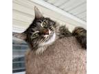 Adopt Bella a Domestic Long Hair, Maine Coon