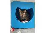 Adopt Riley (Bonded with Phoebus) (at Smitten Kitten) a Domestic Short Hair