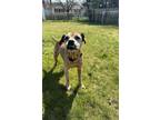 Adopt Tilly Belle a Beagle, Boxer