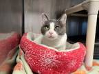 Adopt Monica a Domestic Short Hair