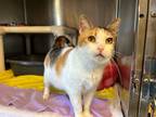 Adopt Rachel a Domestic Short Hair