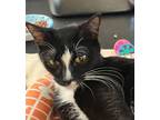 Adopt Ama a Domestic Short Hair