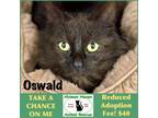 Adopt Oswald a Domestic Medium Hair