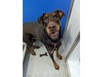 Adopt Reba a Doberman Pinscher