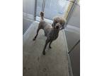 Adopt Ruby a Standard Poodle