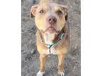 Adopt Lucy - ME a Catahoula Leopard Dog