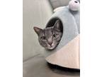 Adopt Effie a Domestic Short Hair