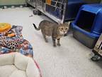 Adopt Greta a Domestic Short Hair