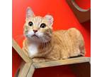 Adopt Ginger a Domestic Short Hair