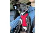 Adopt Oasis a Mixed Breed