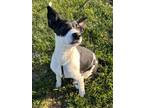 Adopt Caithe a Border Collie, Mixed Breed