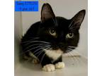 Adopt Sassy is at Petco a Domestic Short Hair