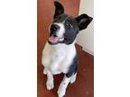 Adopt Caitlyn a Border Collie