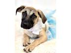 Adopt Frost a Terrier, Black Mouth Cur