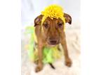 Adopt Fusion a Terrier, Black Mouth Cur