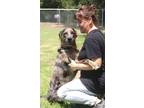 Adopt Pluto 24 a Catahoula Leopard Dog