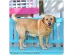 Adopt Selma a Labrador Retriever