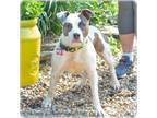 Adopt Ruby a Terrier