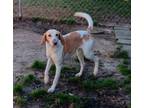 Adopt Delilah a Hound