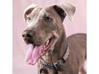 Adopt Olive a Greyhound, Great Dane