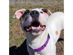 Adopt Jaycee a Pit Bull Terrier