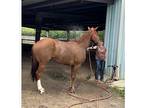 Nice thick 5 yo gelding