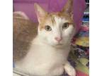 Adopt Mischief a Domestic Short Hair, Tabby