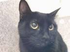 Adopt ZOEY a Domestic Short Hair
