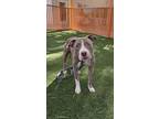 Adopt STRAWBERRY a Pit Bull Terrier