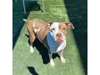Adopt PRECIOUS IN FOSTER a Pit Bull Terrier