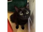 Adopt Misty a Domestic Medium Hair