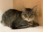 Adopt Penelope a Domestic Short Hair