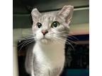 Adopt Tori a Domestic Short Hair