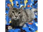 Adopt Spice a Domestic Long Hair