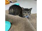 Adopt Hannah a Domestic Short Hair