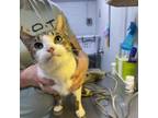 Adopt skittles a Domestic Short Hair