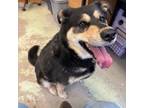 Adopt Zora a Husky, Shepherd