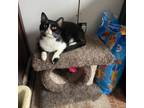 Adopt Dolce a Domestic Short Hair