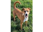 Adopt Tuffy a Boxer, Mixed Breed