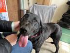 Adopt Coming Soon!!! Eclipse a Black Labrador Retriever